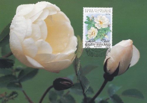 Finland Nordia 1993 Maxi Card - Organized Philately in Finland 100 Years - Roses