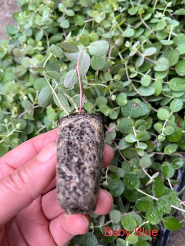 Eucalyptus Live Plant, Spa Plant, Healthy Starter Plant, Well Rooted Plugs - Picture 15 of 35