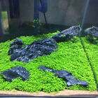 Aquarium Plants Seeds Glossostigma Leaf Carpeting Fish Tank Décor Live Plants