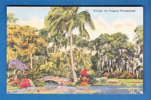 Postcard-FL-the-Tropical-Wonderland-Cypress-Trees-Vintage-131