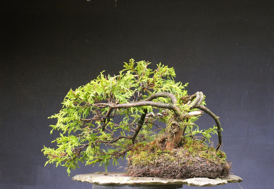 Bonsai outdoor winterhart Thuja  H37 B55 D5 cm - Bild 4 von 4