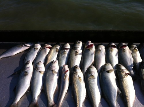 Hi-Low Single Drop Fishing Rigs (No Hooks) Pompano Whiting Snappers Croakers Etc - Picture 6 of 19