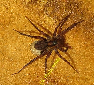 Foto 6x4 Wolfsspinne Covesea Es gibt mehrere Arten von Wolfsspinnen, a c2016