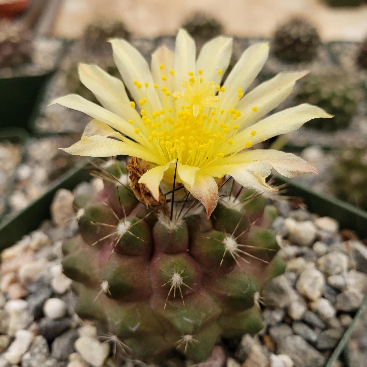 Copiapoa Cactis&Succulents for sale | eBay