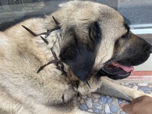 kangal dog spike collar