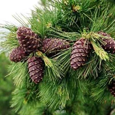 Cedar sibirica 20 PCS fresh seeds for planting from Syberia, Pinus sibirica