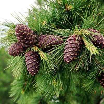 Zeder Sibirica 20 Stück frische Samen zum Pflanzen aus Syberia, Pinus sibirica