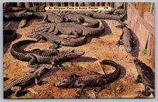 An Alligator Farm in Sunny Florida Postcard March 28th 1957
