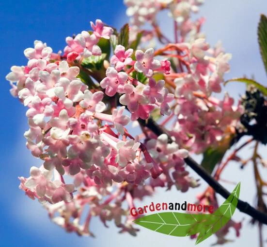 Winterblüh Schneeball Viburnum bodnantense Dawn 110-130