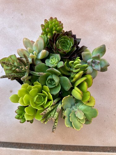 Disposizione talee succulente cuore (1 pezzo) Echeveria stringa di perle - Foto 11 di 24