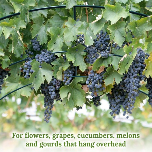 Large Size Steel Garden Arch Rose Arbor Climbing Plant Grape Support Frame Yard - Picture 9 of 44