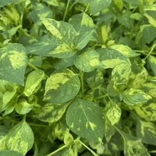 Hygrophila Corymbosa 'Variegated' | Aquarium Plants Factory®