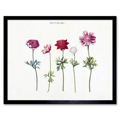 Fünf Studien der Anemonen hübsche Blumen Zeichnung Wandkunstdruck gerahmt 12x16