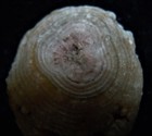 Foto 7 di 7
