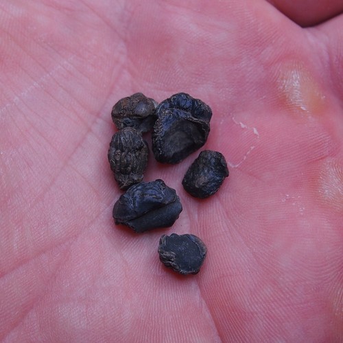 6pcs 8-12mm smal Trilobite Acastoides Devonian Trilobiten lot Arthropods 1069 - Picture 4 of 5