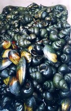 40 5 Japanes Trapdoor Snails. Clean healthy. SHIPS, FEDEX UPS sm, med. Lg