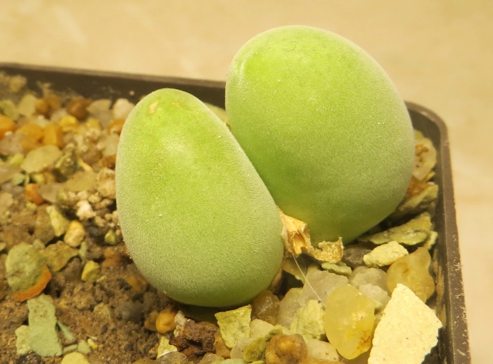 muiria hortenseae - Immagine 4 di 4