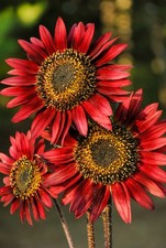 25 RED SUN SUNFLOWER Helianthus Annuus Flower Seeds