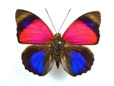 Agrias claudina croesus - AgriasButterflies.com