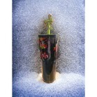 Starbucks Holiday Tumbler Black Christmas Ornaments Candy Cane Green Bow Straw
