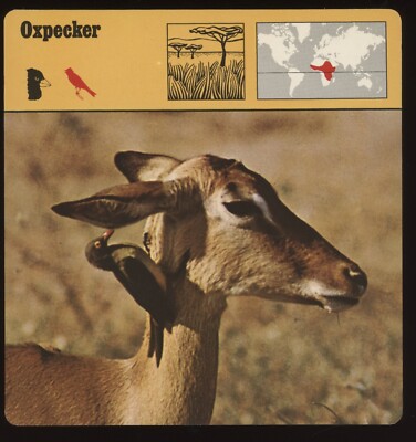 Oxpecker  Safari Cards Rencontre Birds