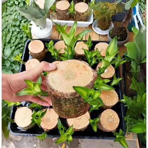 Brazilian Wood Plant Water Raise Mini Brazil Lucky Wood Potted Tree Indoor Decor - Picture 23 of 24