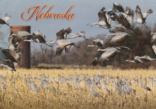 Sandhill Cranes Platte River Nebraska Continental Souvenir Postcard Unposted