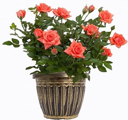 Redondo Macetas Interior Macetero Jardín Plástico Plantadores 30/33/36cm - Imagen 10 de 15