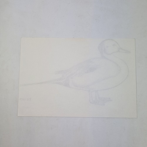 Sir Peter Markham Scott Signed Pen Drawing Of A Duck Dated 1977 - Picture 7 of 7