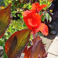  Canna Lily Fresh Bulbs  Green and gold Color Leaf Red Flowers 5 bulbs for $20