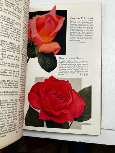 Roses Bobbink & Atkins Catalog Rutherford NJ 1931 - Picture 10 of 12
