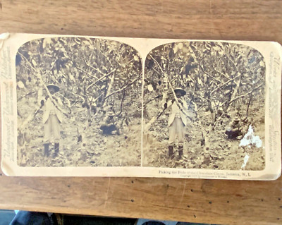 FOTO STEREO PFLÜCKEN DIE SCHOTEN DES SCHOKOLADENKAKAO JAMAIKA 1900 UNTERHOLZ