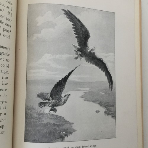 Long FOWLS IN THE AIR Orinthology 1902 Illustrated - Imagen 9 de 12