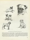 Brussels Griffon Bruxellois Vintage Print Sketch Page Artist Bridget Olerenshaw