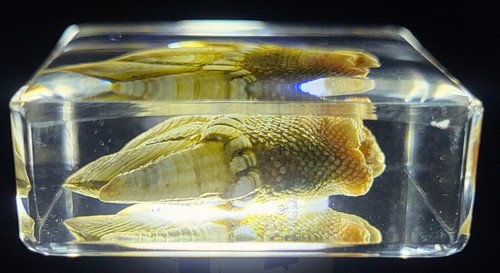 38mm Real Kamenote Japanese Goose Barnacle in Clear Lucite Resin Specimen Block - Picture 8 of 15
