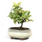 Holly Osmanthus Bonsai Tree | 3-5 Years Old | 6" - 8" Tall Potted in 5" Ceramic