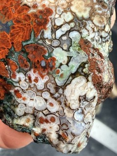 Killer $$ RARE Opalized Plume Petrified Wood $$