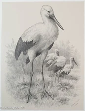 Rare Antique Stork Wildlife Lithograph 1890's by Allison & Kurz FINE! 2