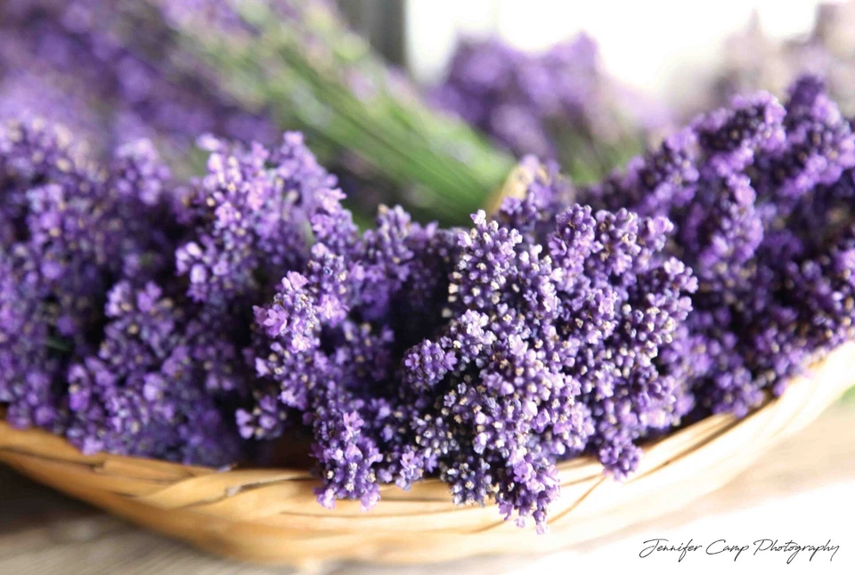 干薰衣草花碗墙艺术摄影印花 — 第 3/3 张图片