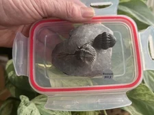 NICE NATURAL Walliserops trifurcatus+Reedops trilobite  from Morocco (VIDEO)