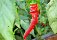 RARE✿ New! Hot Screw Pepper 15 Seeds ●Good Flavor