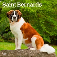 Saint Bernards 2026 12x24" (Hanging) Monthly Square Wall Calendar | Plastic-Free
