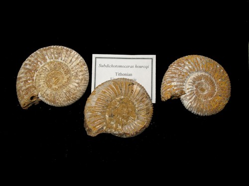 Jurassic ammonite from Madagascar Subdichotomoceras hourcqi with shell 1 per bid - Picture 3 of 5