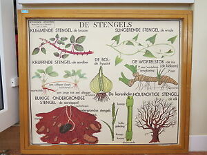 Antique Botanical Chart