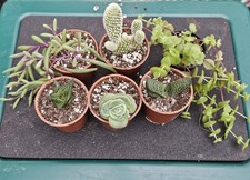 Succulent Easy Starter Bundle Box. Small Potted Established Plants In Pots X 6