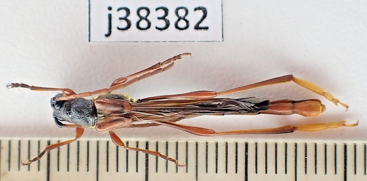 標本 Yunnan China Necydalis s.p 23mm j38382. Insects, Cerambycidae, Necydalis sp. Vietnam North | eBay