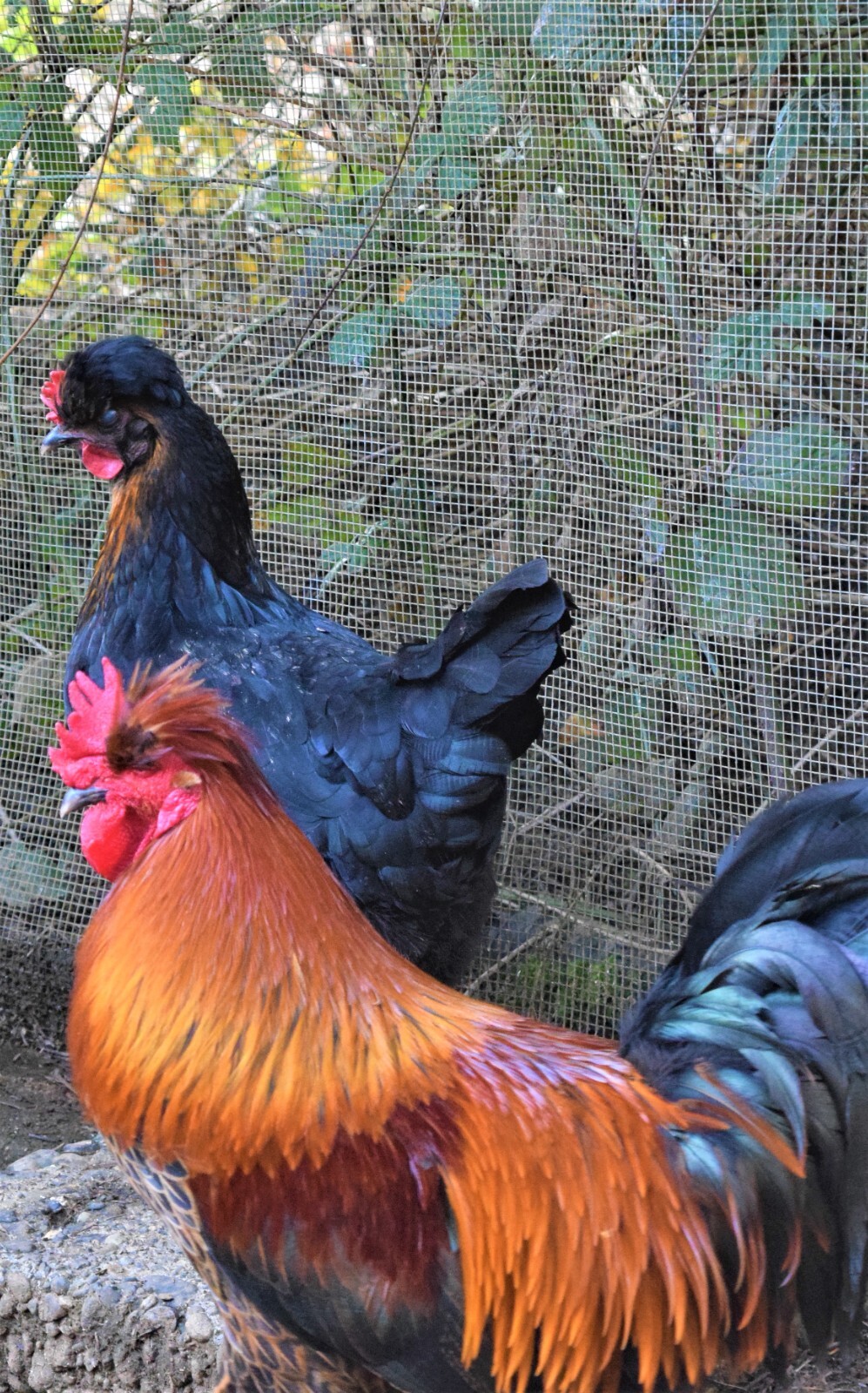 4++Shetland Hens EGG GUARANTEE=FROM MY RED PEN they Lay Pretty Blue