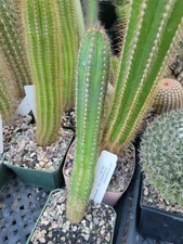 Pilosocereus fulvilanatus ssp. vanheekianus (GO 53) (cactus - succulent - plant)