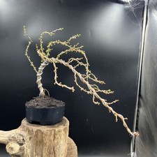 Japanese Larch Bonsai Tree