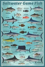 Saltwater Game Fish Poster - 24" x 36" (Educational Chart for Fisherman)